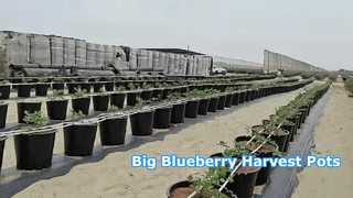 40L Plastic Plant Pots for Blueberries