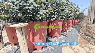 블루베리 재배 냄비